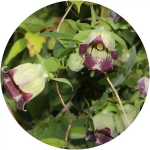 Codonopsis lanceolata