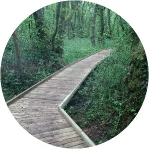 Coed-y-Cerrig National Nature Reserve - 