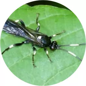 Coelichneumon