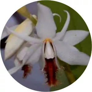 Coelogyne barbata