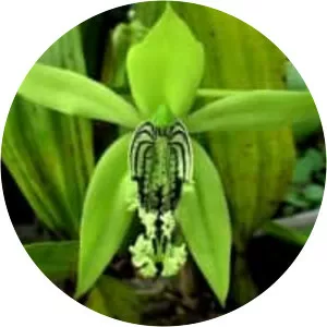 Coelogyne mayeriana