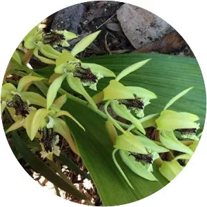 Coelogyne pandurata