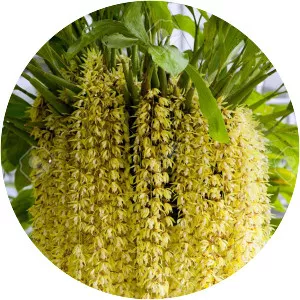 Coelogyne rochussenii