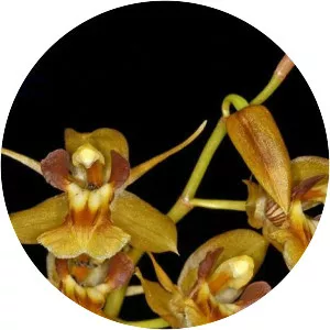 Coelogyne schultesii - Plants