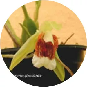 Coelogyne speciosa