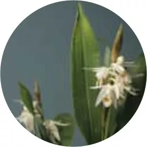Coelogyne stricta