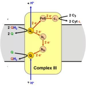 Coenzyme Q – cytochrome c reductase