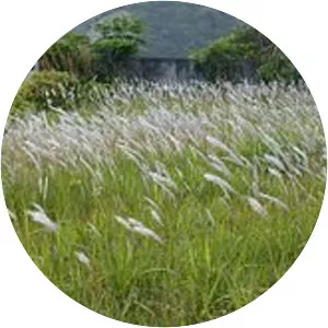 Cogon grass