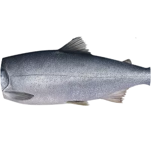 Coho salmon