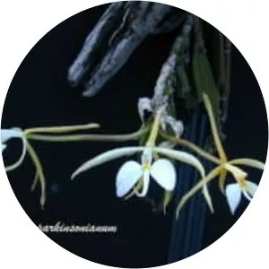 Coilostylis parkinsoniana