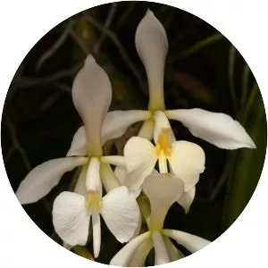 Coilostylis