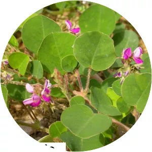 Coin-leaf desmodium - Plants