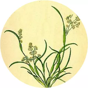 Coleanthus