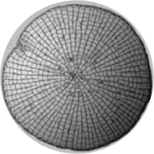 Coleochaete
