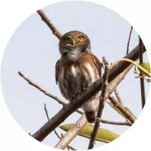Colima pygmy owl