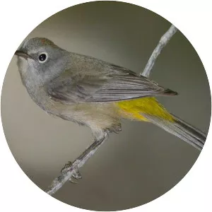 Colima warbler