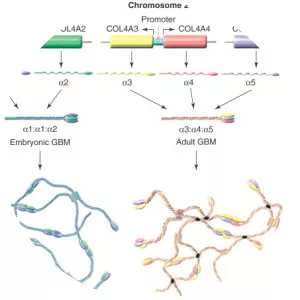 Collagen, type IV, alpha 5 - Protein