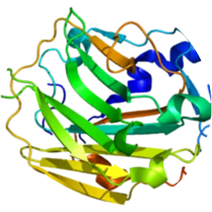 Collagen, type IX, alpha 1 - Protein