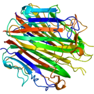 Collagen, type VIII, alpha 1 - Protein