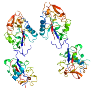 Collagen, type XVIII, alpha 1