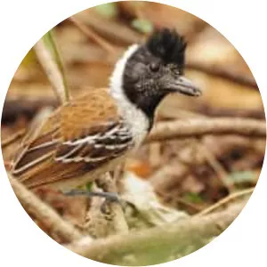 Collared antshrike