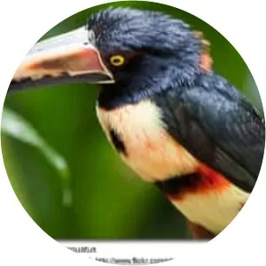 Collared aracari - Birds