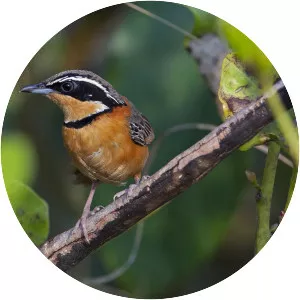 Collared crescentchest - Bird