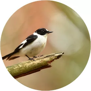 Collared flycatcher