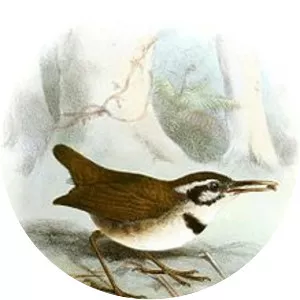 Collared gnatwren