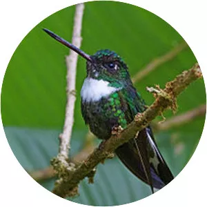 Collared inca