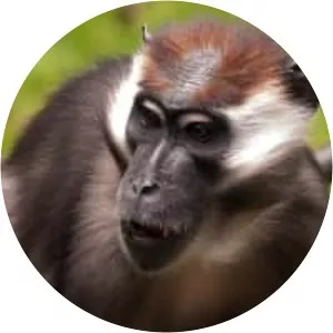 Collared mangabey - Primate