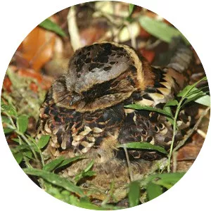 Collared nightjar - 
