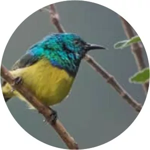 Collared sunbird - 