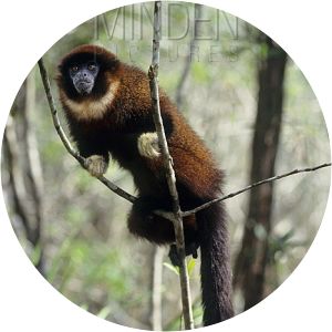 Collared titi monkey