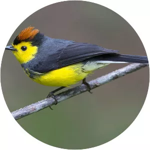 Collared whitestart - Bird