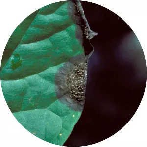 Colletotrichum acutatum