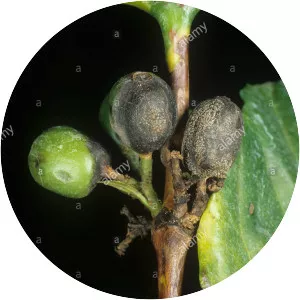 Colletotrichum coffeanum