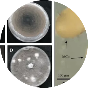 Colletotrichum fragariae