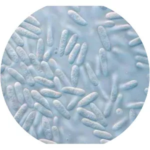 Colletotrichum gloeosporioides - 