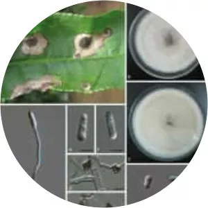 Colletotrichum