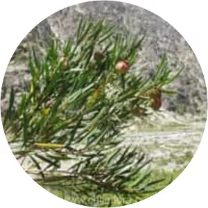 Colliguaja integerrima - 