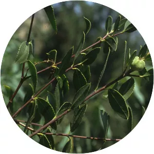 Colliguaja odorifera - 