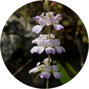 Collinsia bartsiifolia