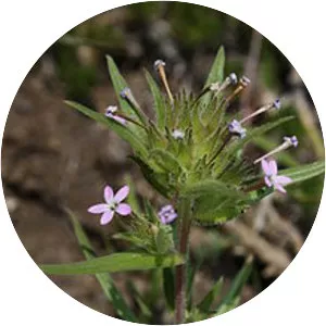 Collomia linearis