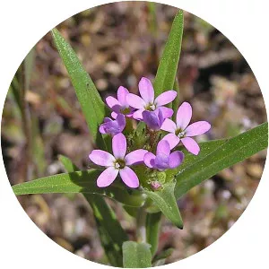 Collomia