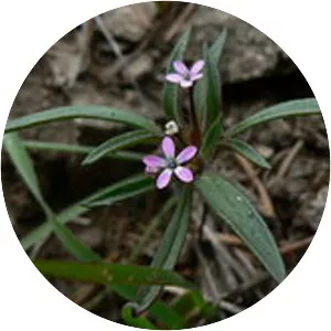 Collomia tinctoria - Plants
