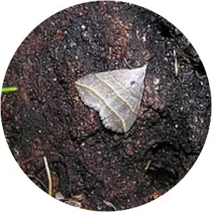 Colobochyla salicalis