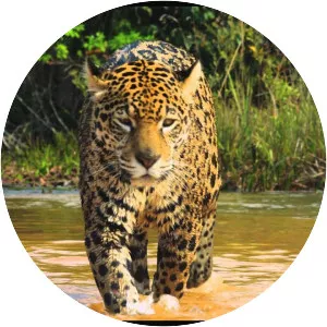 Colombia Magia Salvaje