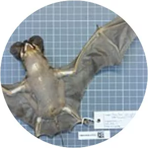 Colombian bonneted bat