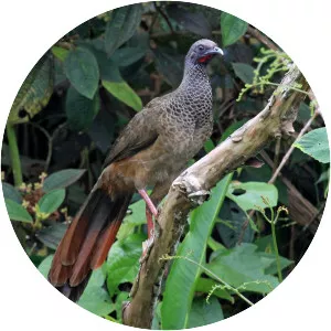 Colombian chachalaca